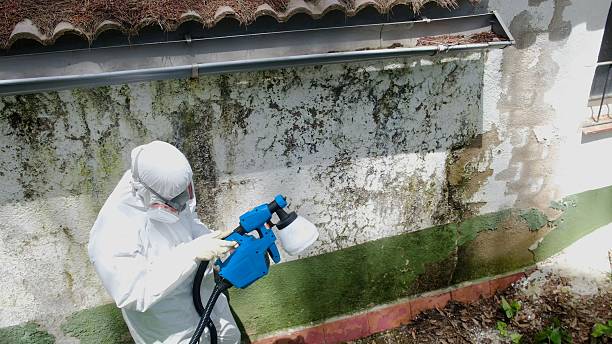 Top rated local Bathroom Mold Removal specialists in Springfield, VA